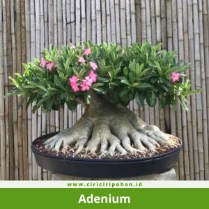 Bonsai Adenium