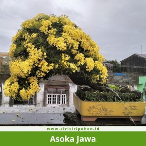 Bonsai Asoka Jawa