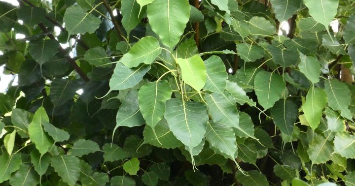Bodhi (Ficus religiosa)