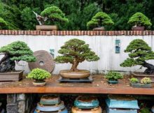 Daftar Pohon Yang Bisa Dibuat Bonsai Dan Contoh Bonsainya