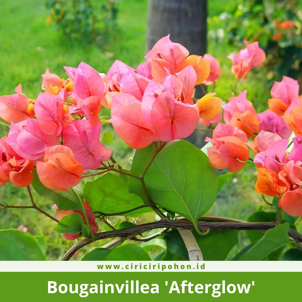 Bougainvillea 'Afterglow'