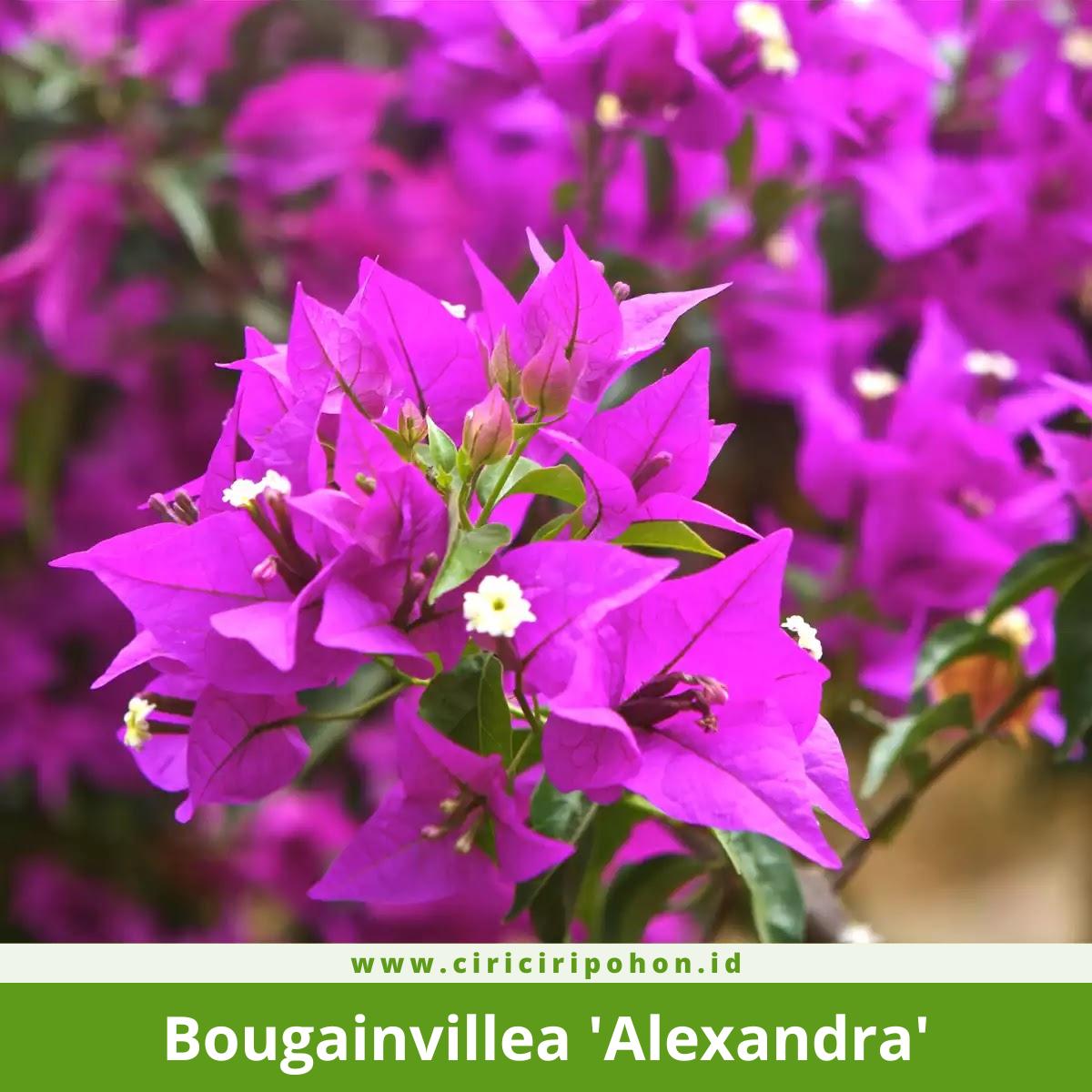Bougainvillea 'Alexandra'