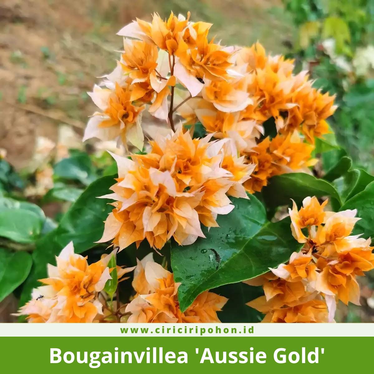 Bougainvillea 'Aussie Gold'
