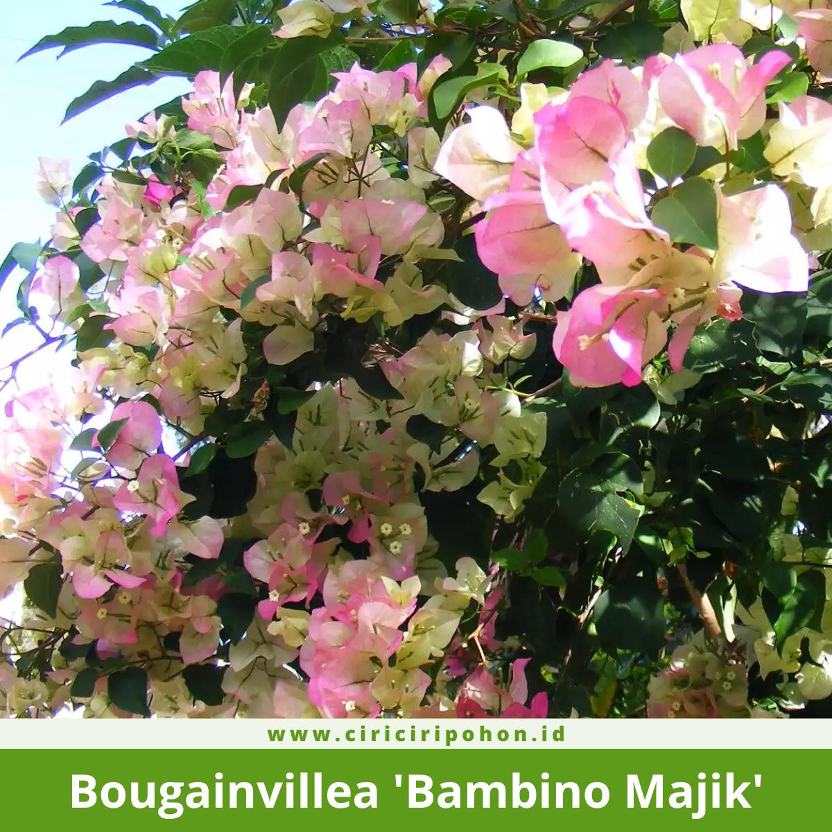 Bougainvillea 'Bambino Majik'