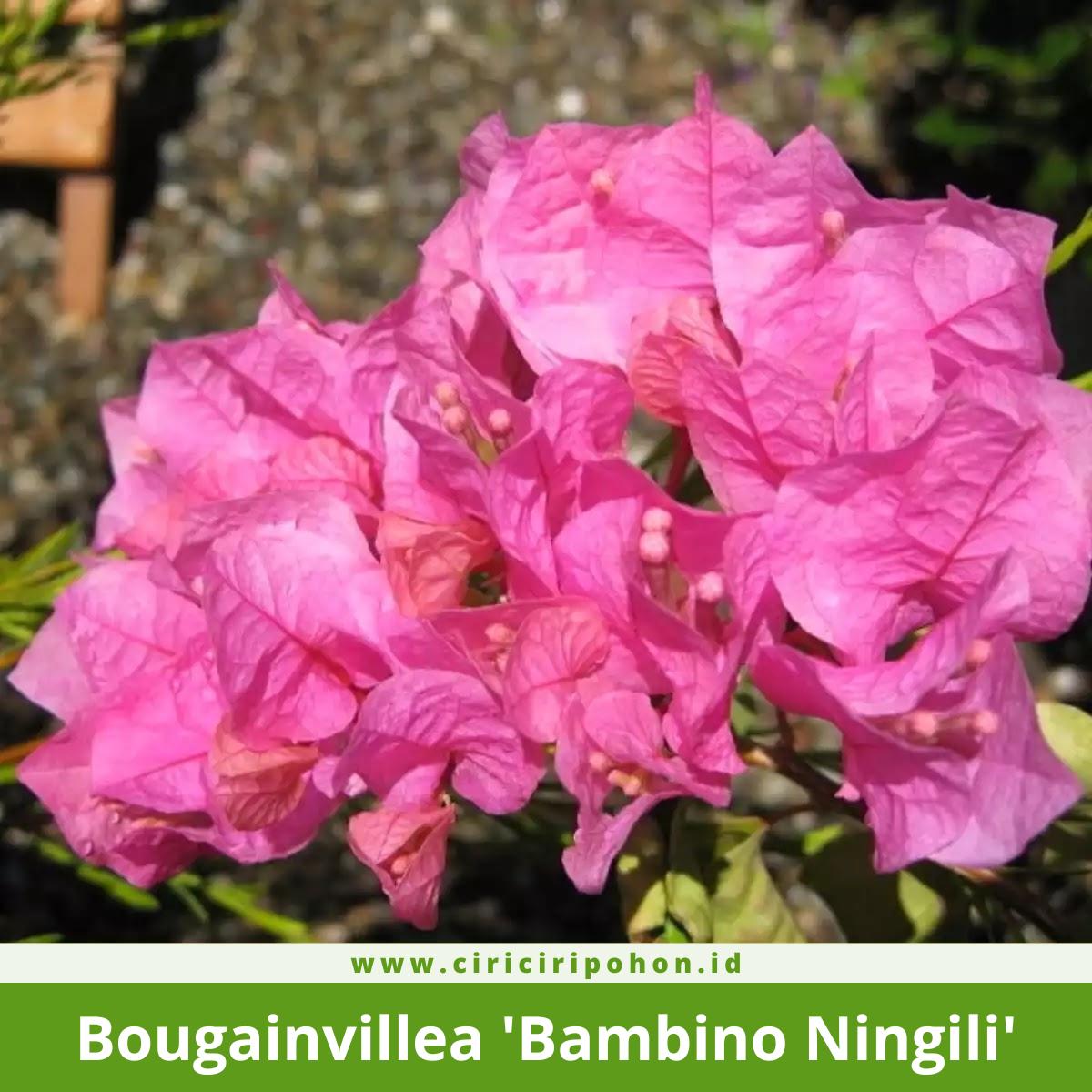 Bougainvillea 'Bambino Ningili'