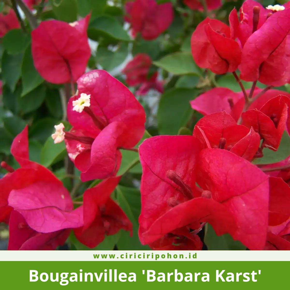 Bougainvillea 'Barbara Karst'