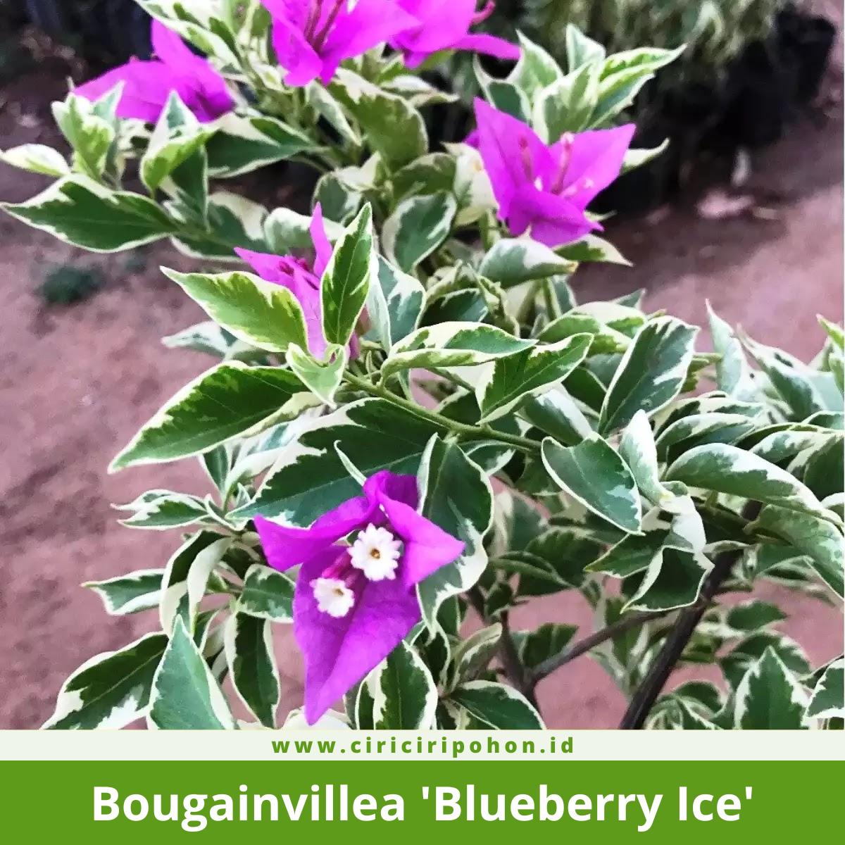 Bougainvillea 'Blueberry Ice'