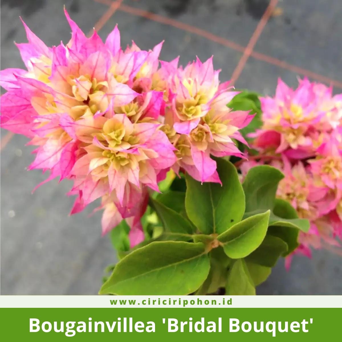 Bougainvillea 'Bridal Bouquet'