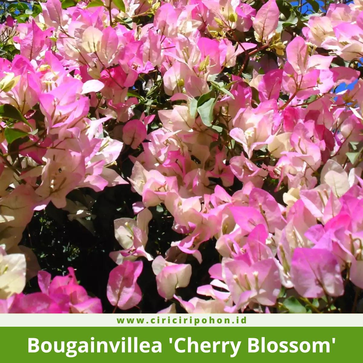 Bougainvillea 'Cherry Blossom'