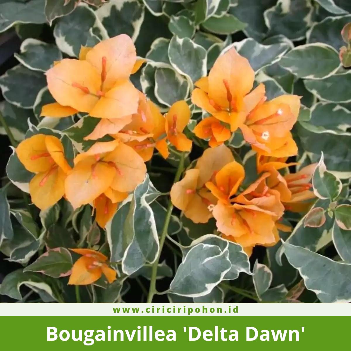Bougainvillea 'Delta Dawn'