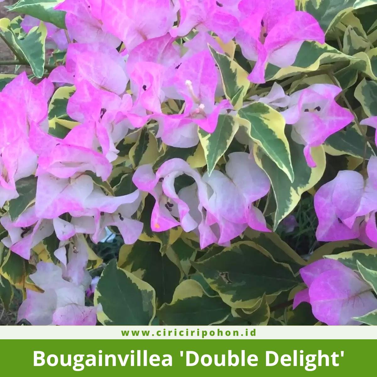 Bougainvillea 'Double Delight'