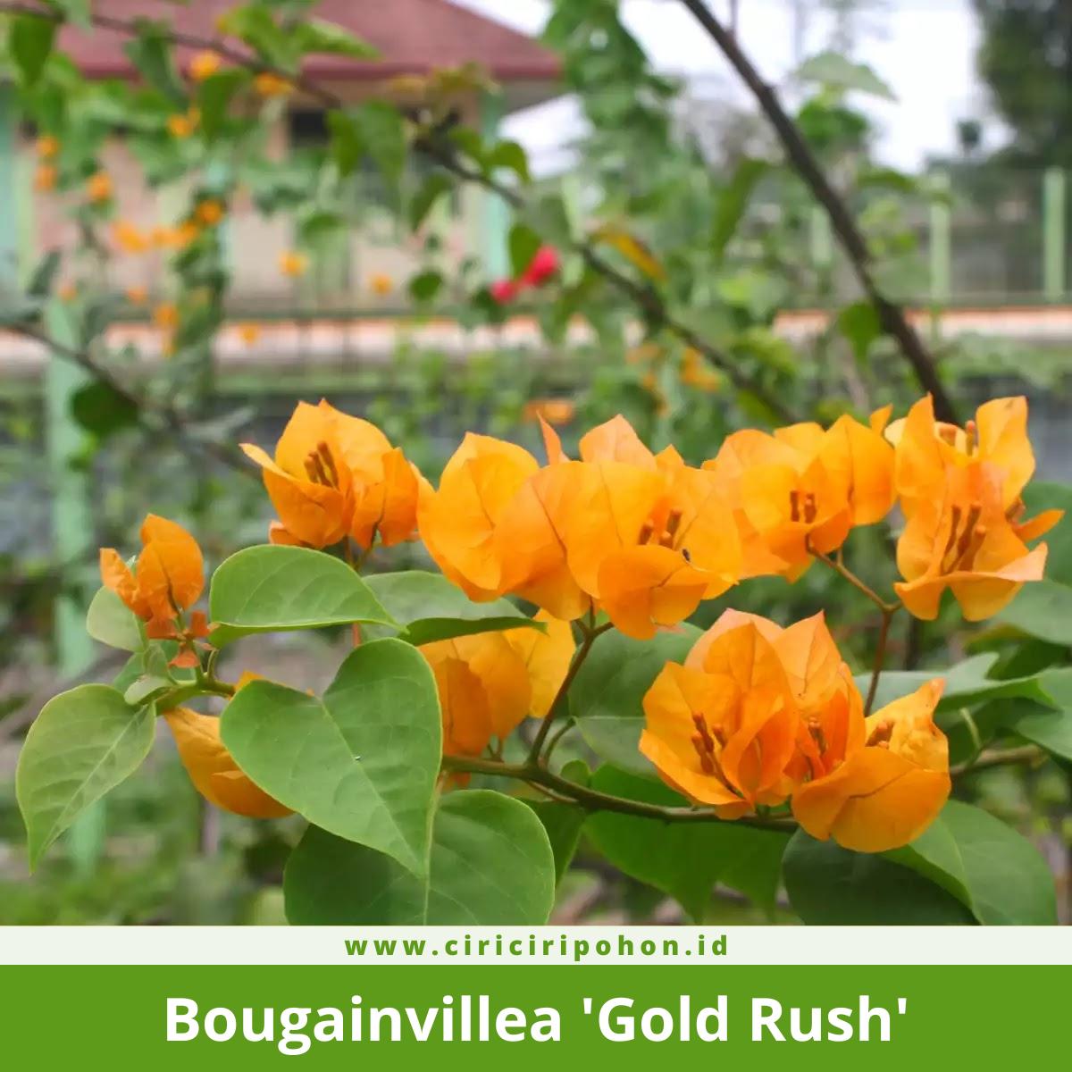 Bougainvillea 'Gold Rush'
