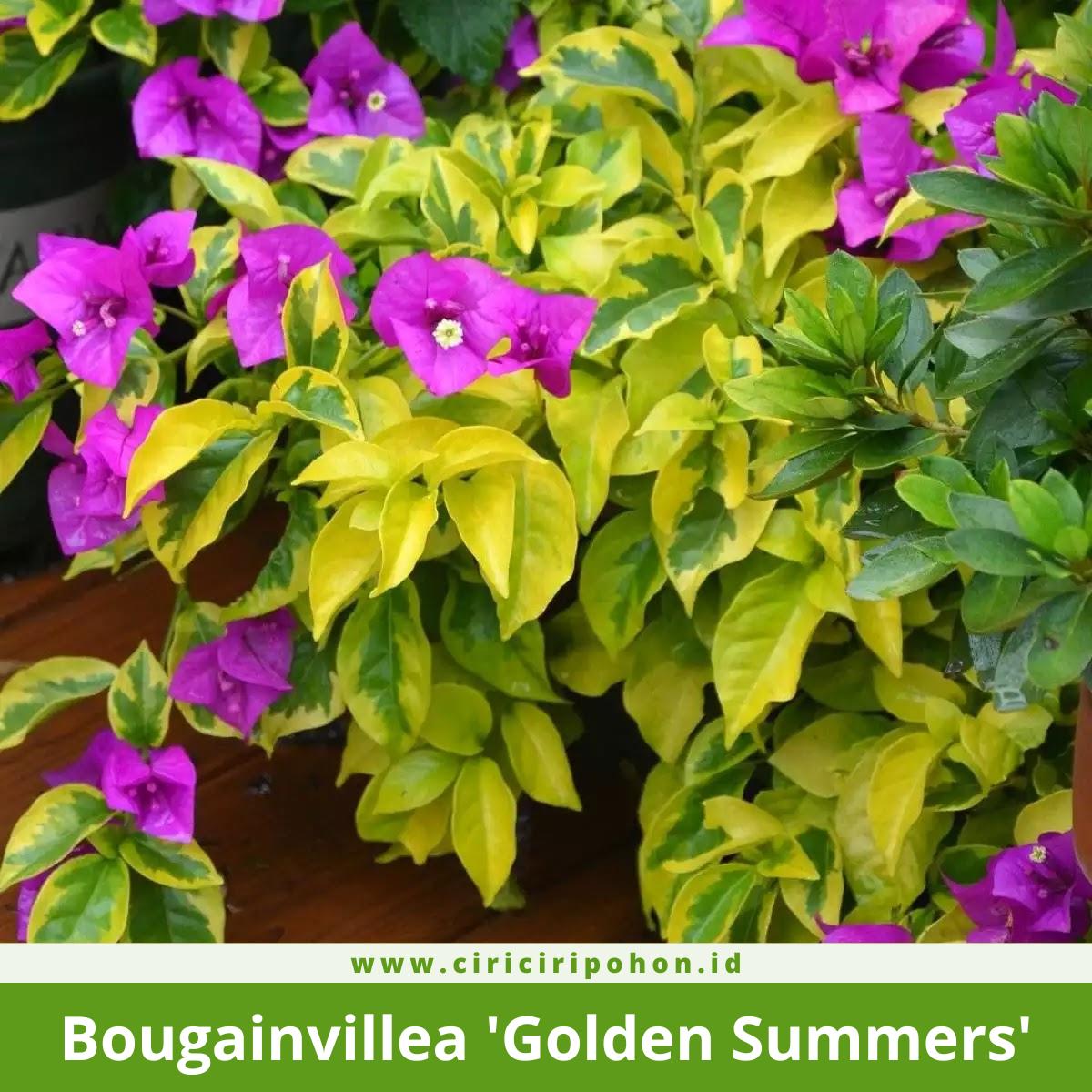 Bougainvillea 'Golden Summers'