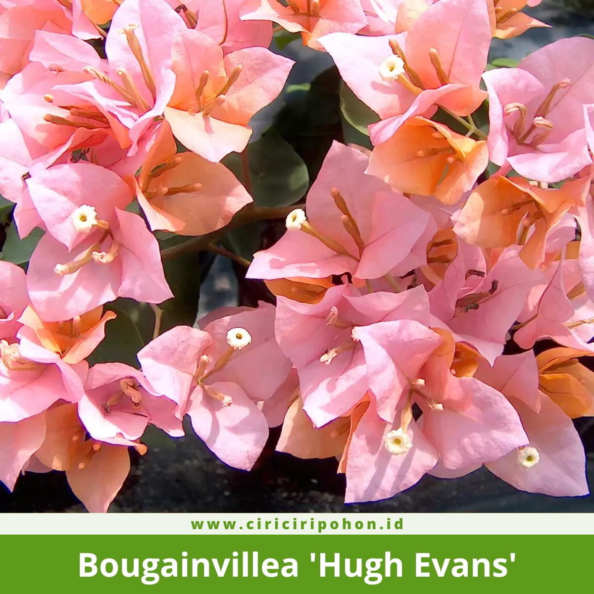 Bougainvillea 'Hugh Evans'