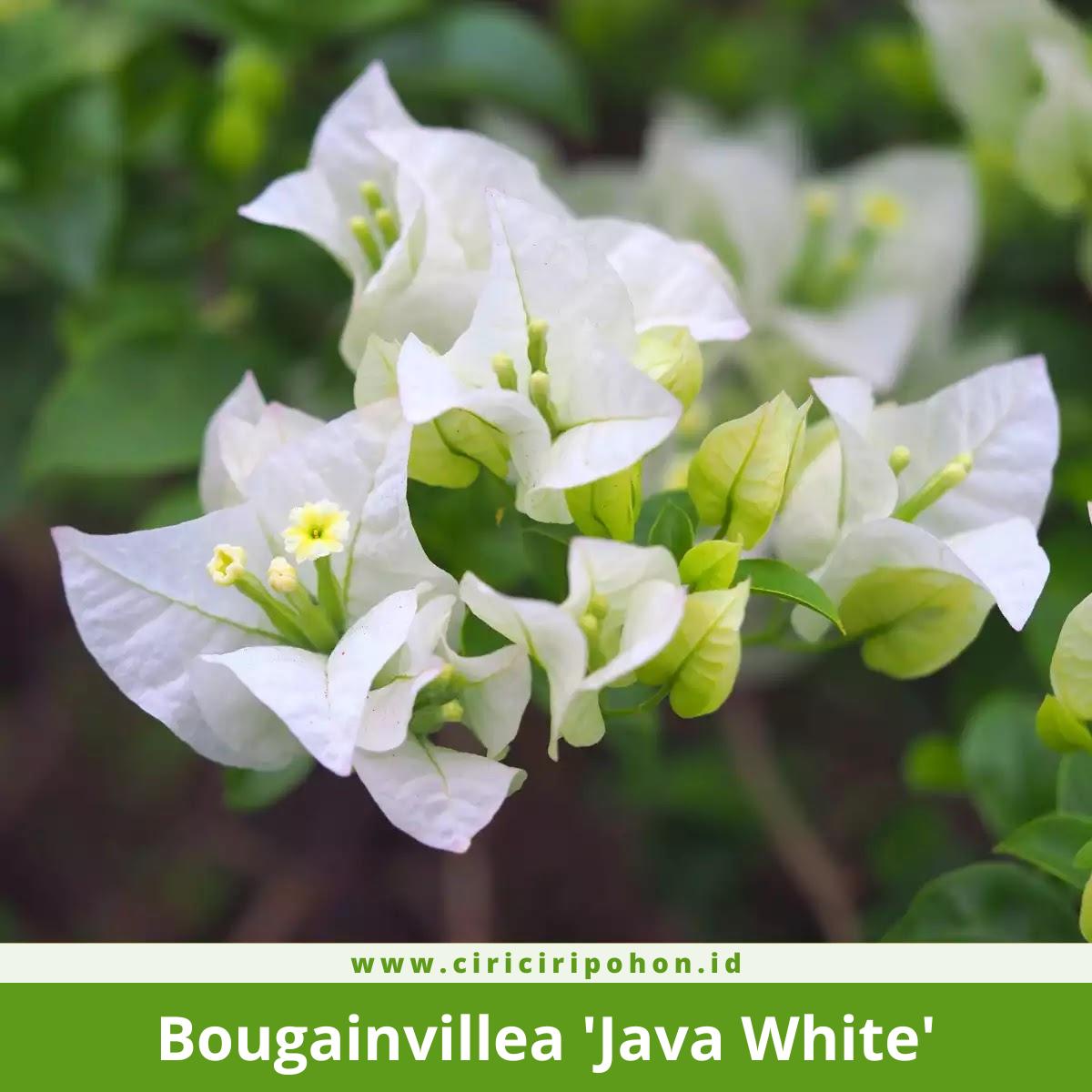 Bougainvillea 'Java White'
