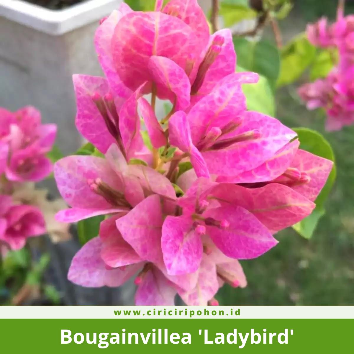 Bougainvillea 'Ladybird'