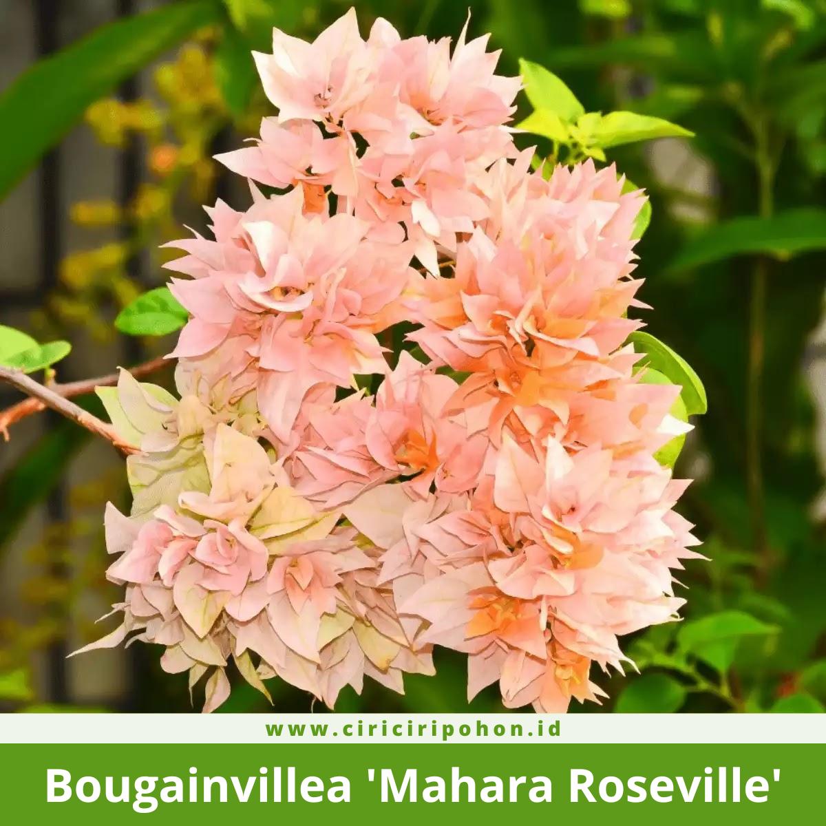 Bougainvillea 'Mahara Roseville'