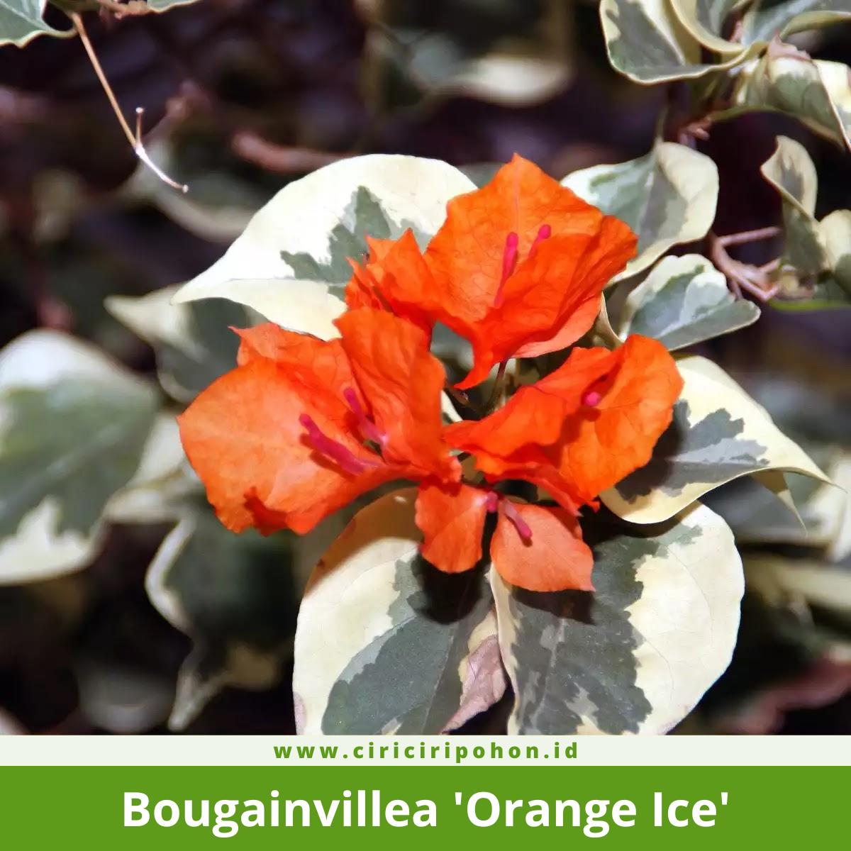 Bougainvillea 'Orange Ice'