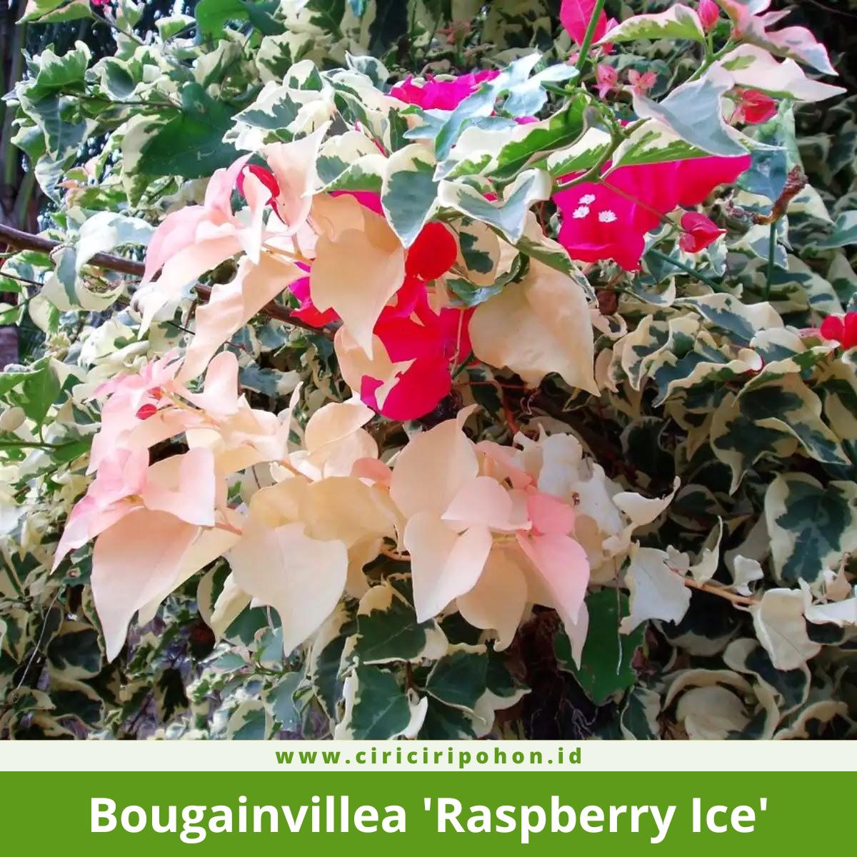 Bougainvillea 'Raspberry Ice'