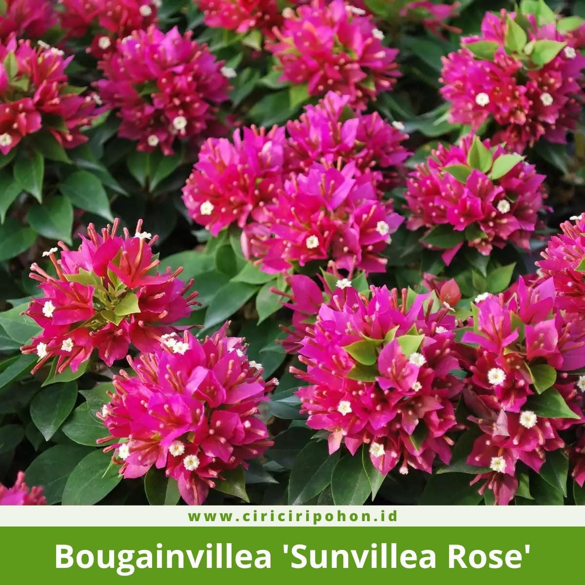 Bougainvillea 'Sunvillea Rose'