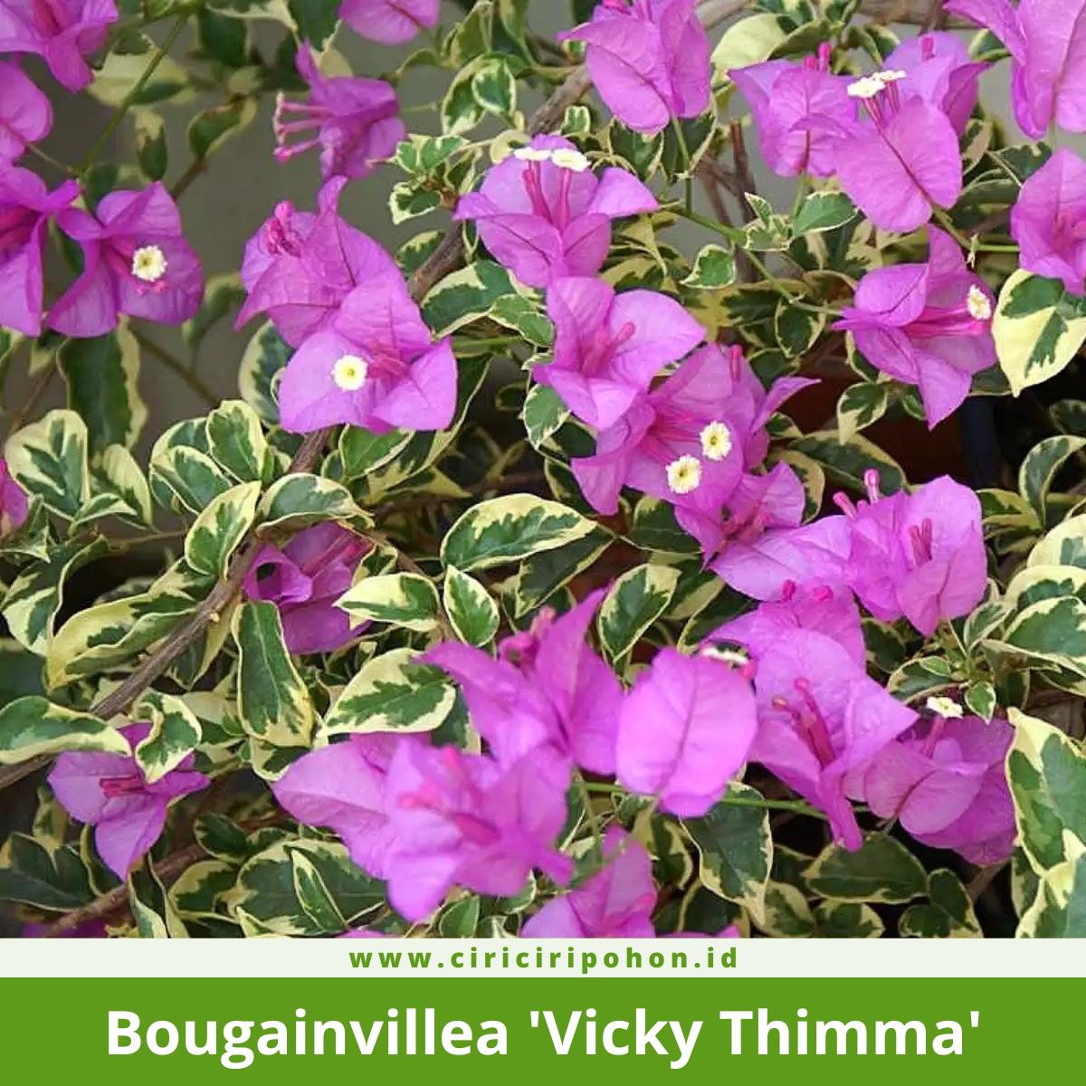 Bougainvillea 'Vicky Thimma'