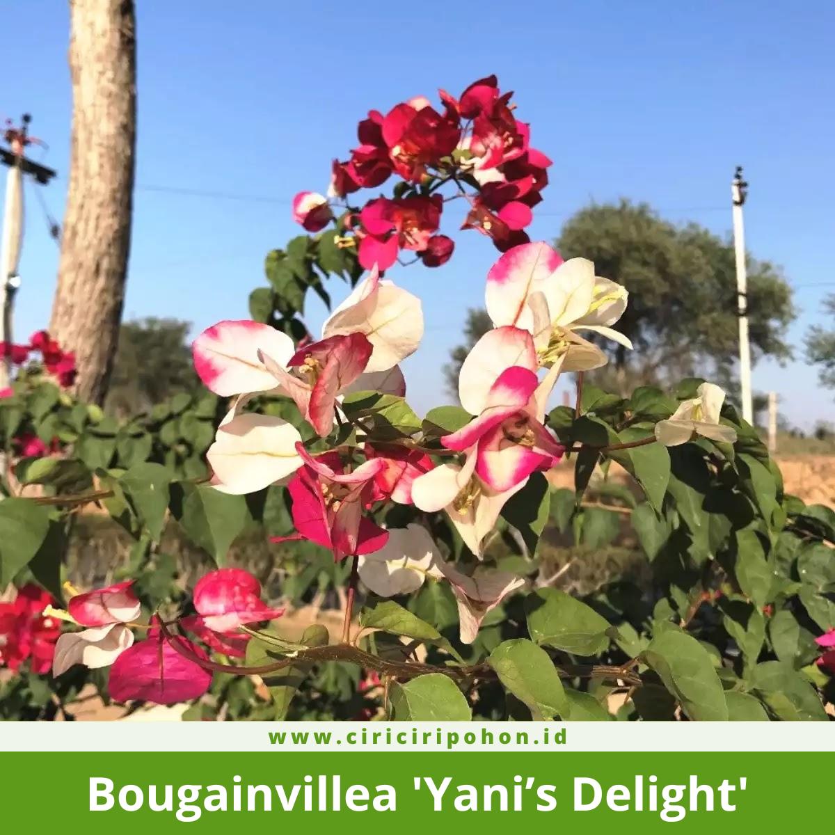 Bougainvillea 'Yani's Delight'