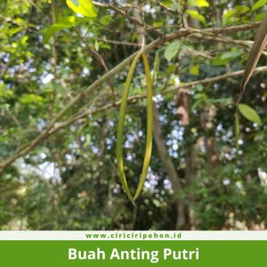 Buah Anting Putri