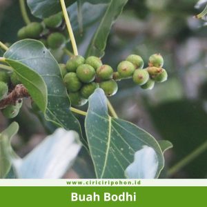 Ciri Ciri Buah Bodhi