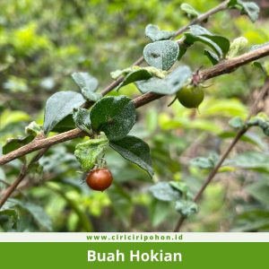 Buah Hokian