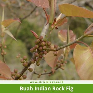 Buah Indian Rock Fig