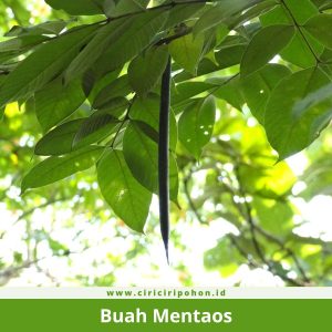 Buah Mentaos