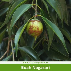 Buah Nagasari