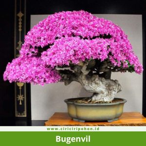Bonsai Bugenvil