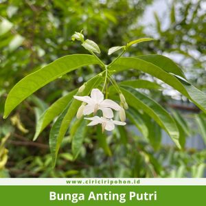 Bunga Anting Putri