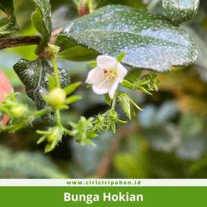 Bunga Hokian