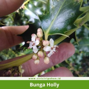 Bunga Holly