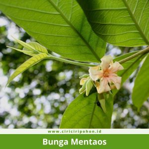 Bunga Mentaos