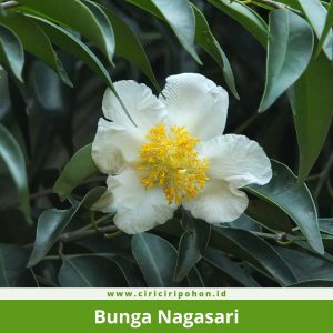 Bunga Nagasari