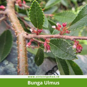 Bunga Ulmus