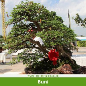 Bonsai Buni