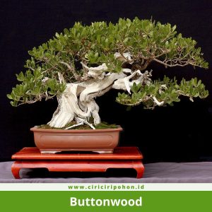 Bonsai Buttonwood