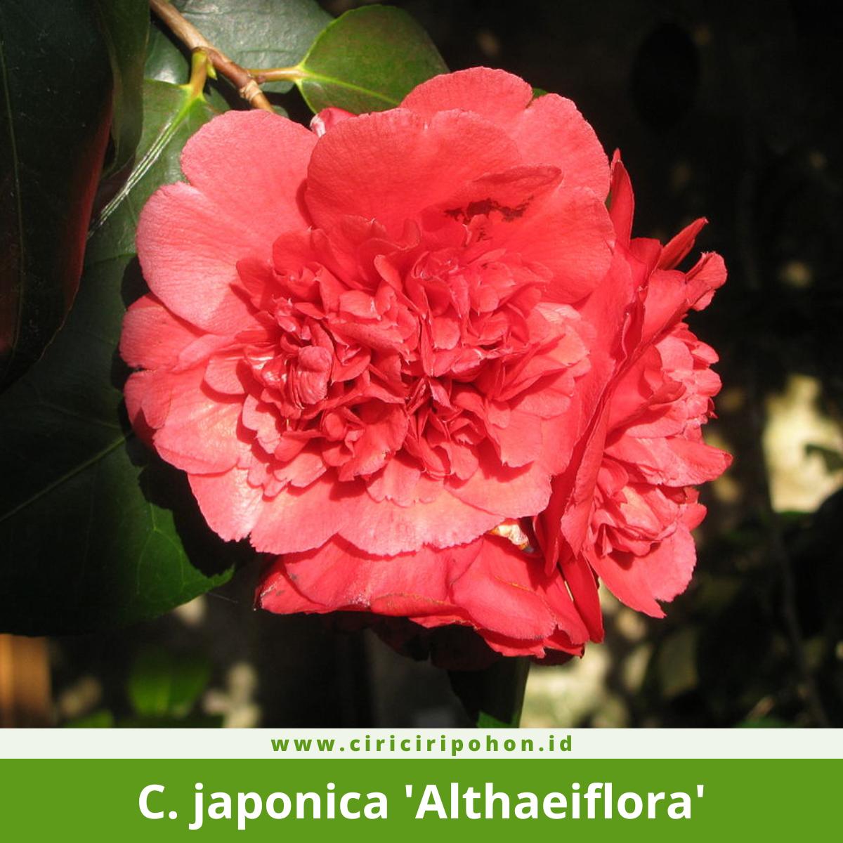 Camellia japonica 'Althaeiflora'