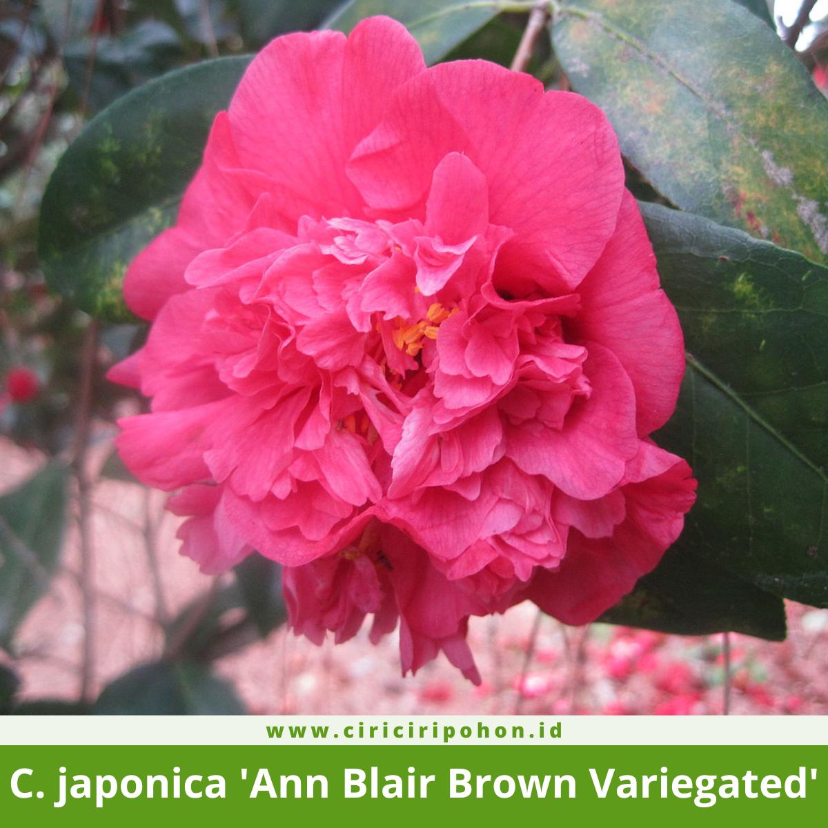 Camellia japonica 'Ann Blair Brown Variegated'