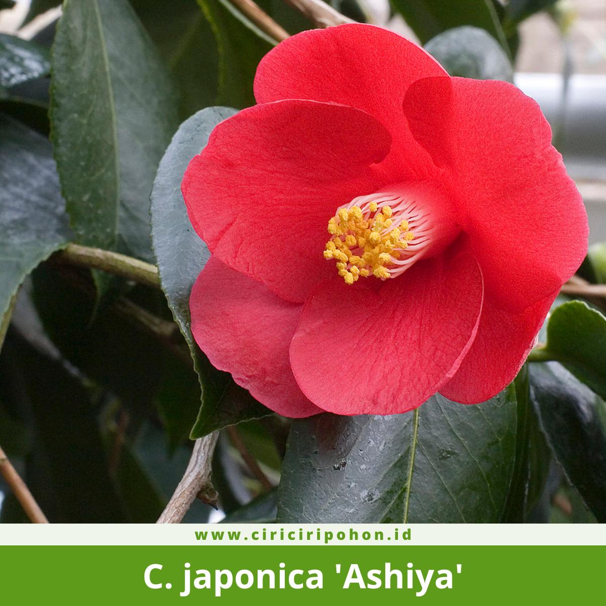 Camellia japonica 'Ashiya'