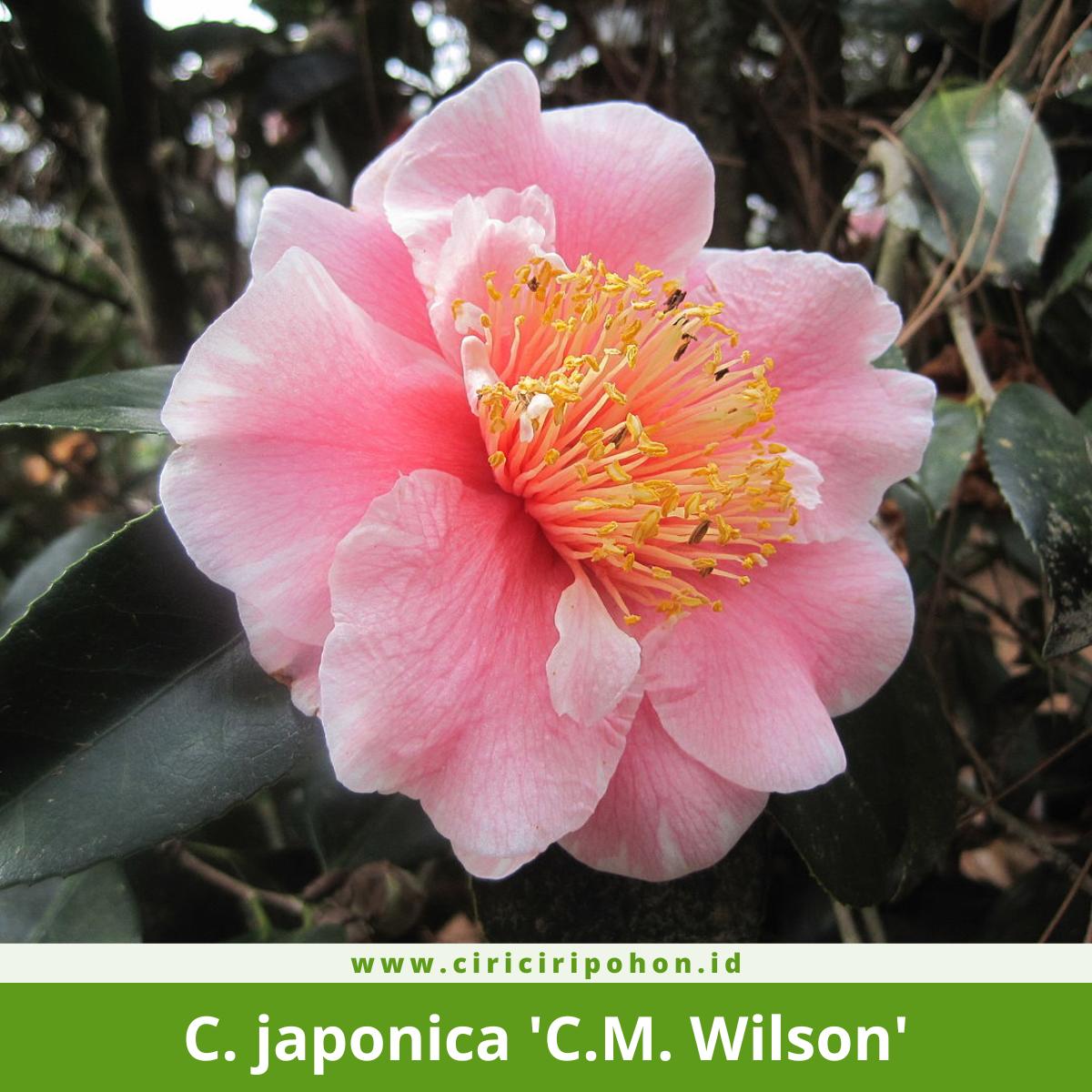 Camellia japonica 'C.M. Wilson'