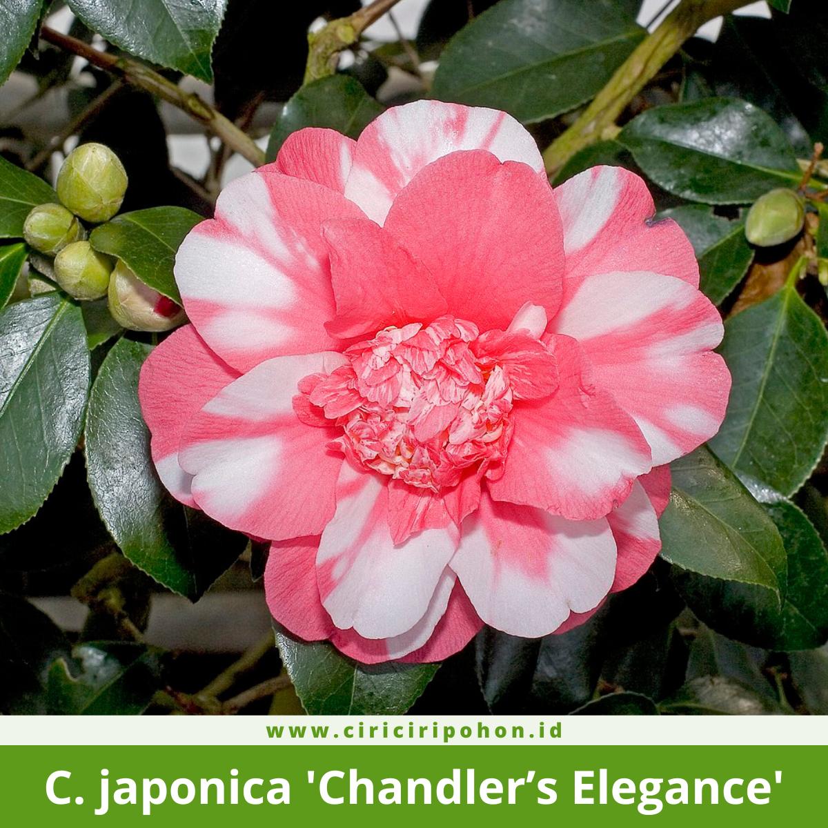Camellia japonica 'Chandler's Elegance'