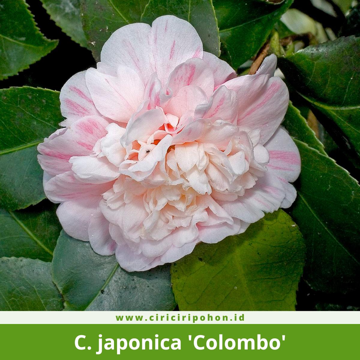 Camellia japonica 'Colombo'