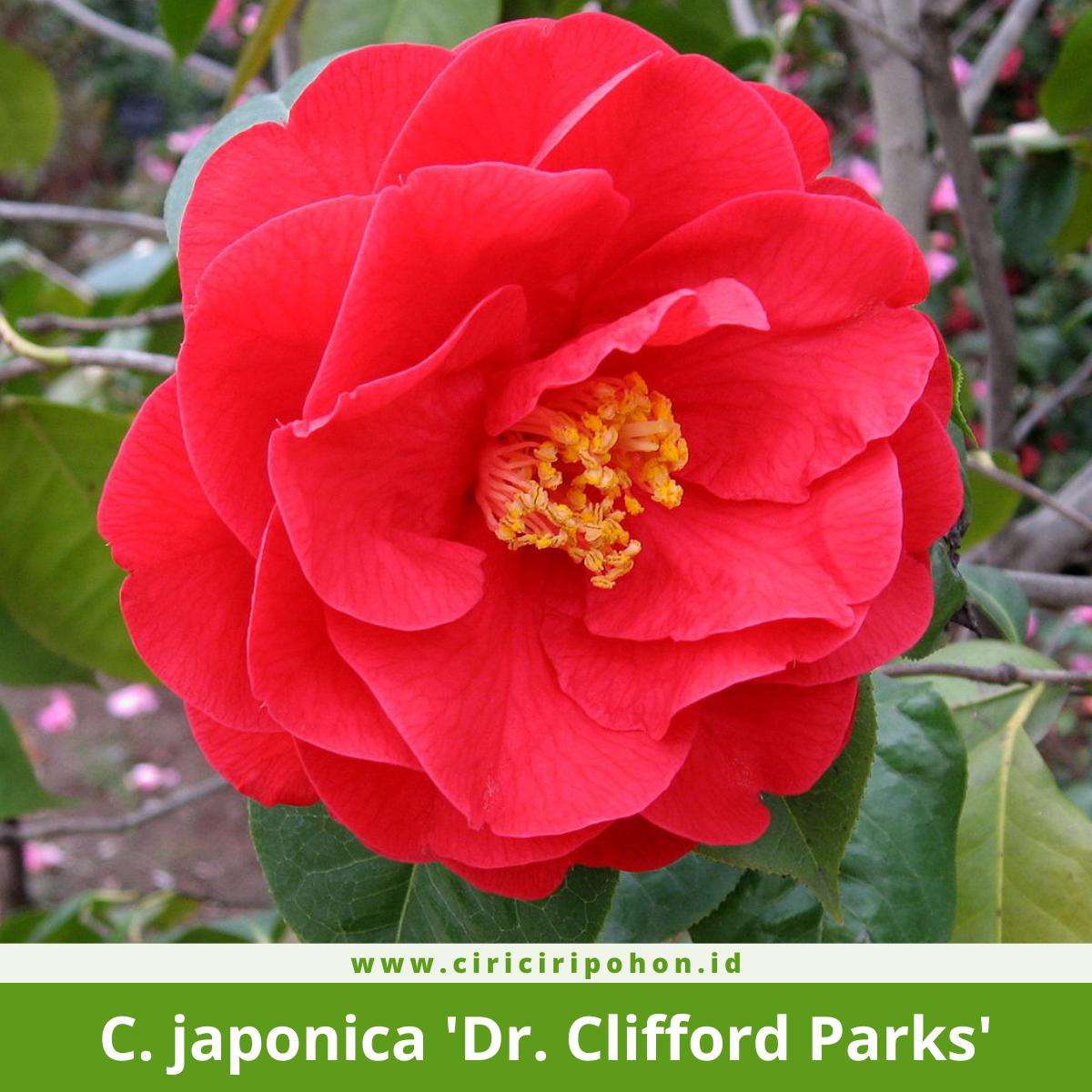 Camellia japonica 'Dr. Clifford Parks'