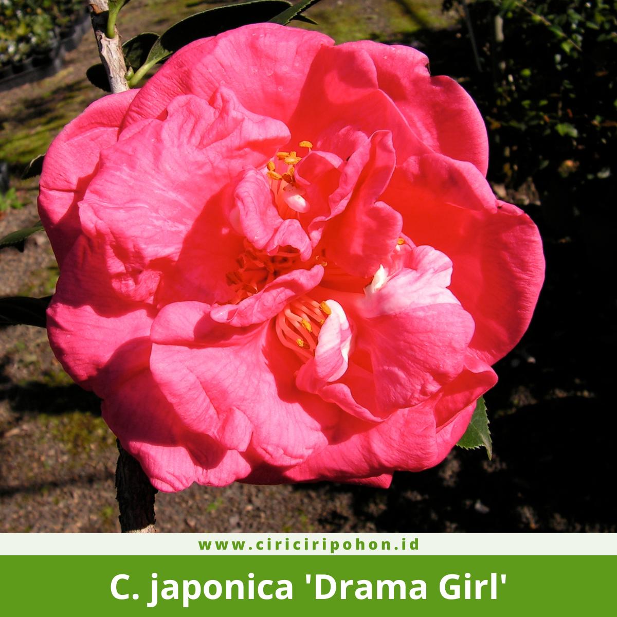 Camellia japonica 'Drama Girl'