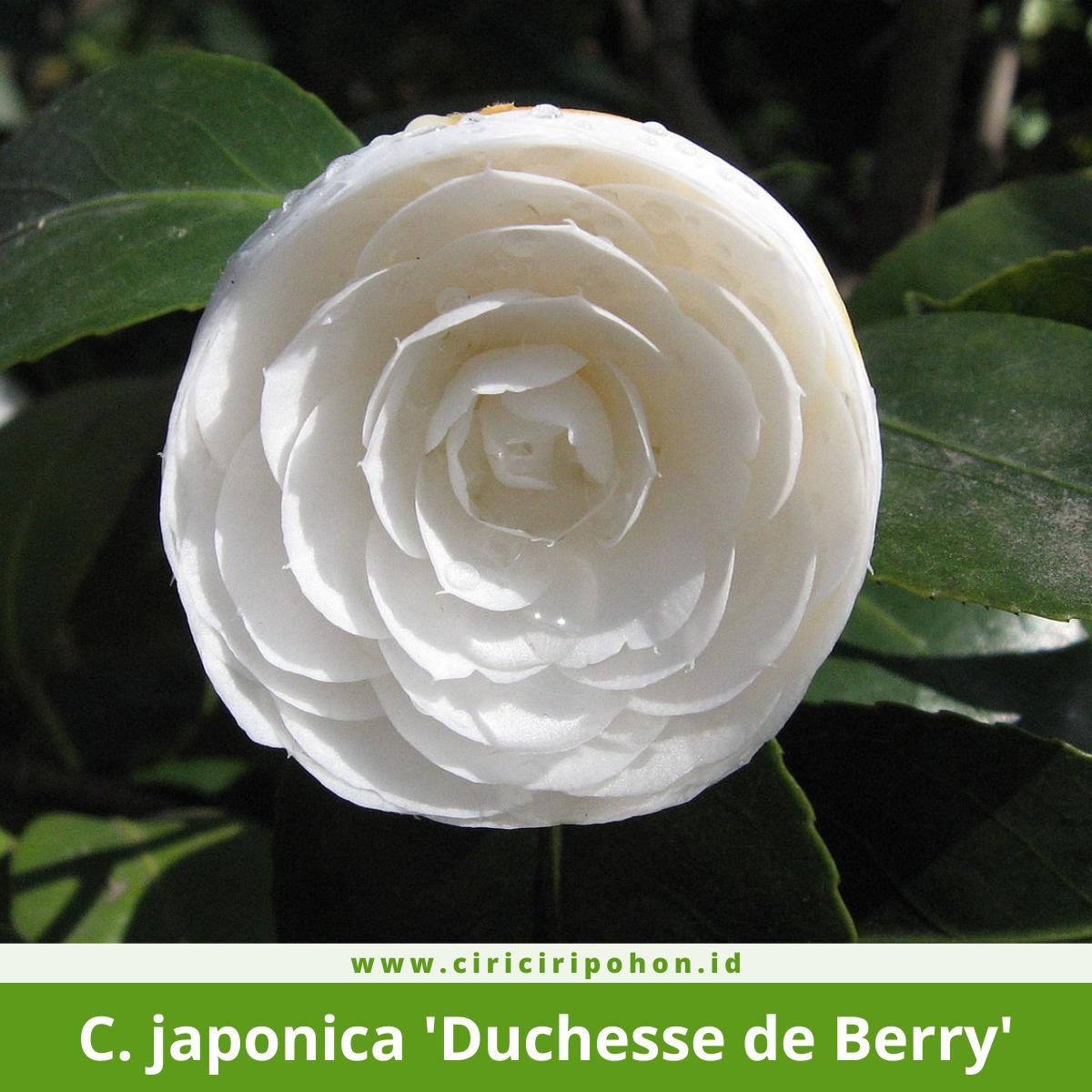 Camellia japonica 'Duchesse de Berry'